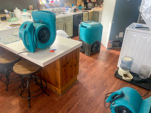 Best Mold removal after water damage  in Ingram, PA
