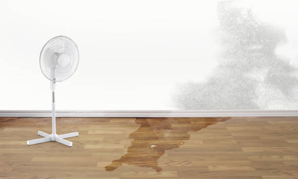 Best Basement water damage restoration  in Ingram, PA